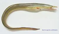 Indian pike conger (Congresox talabonoides)