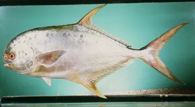 Indian pompano (Trachinotus mookalee)