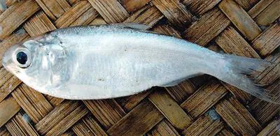 Indian river shad (Gudusia chapra)