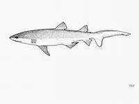 Indian sand tiger (Carcharias tricuspidatus)