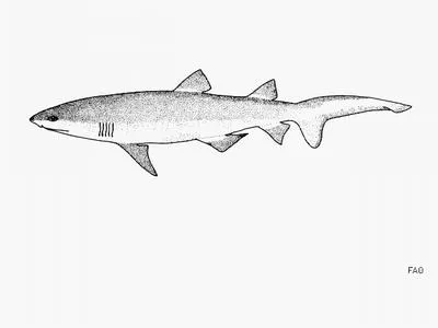 Indian sand tiger (Carcharias tricuspidatus)