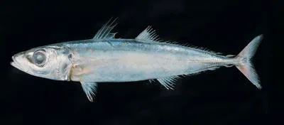 Indian scad (Decapterus russelli)