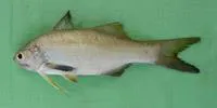 Indian sevenfinger threadfin (Filimanus similis)
