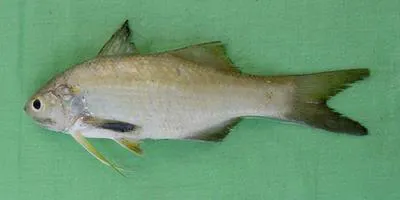 Indian sevenfinger threadfin (Filimanus similis)