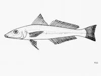 Indian sillago (Sillago indica)