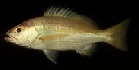 Indian snapper (Lutjanus madras)