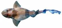 Indian swellshark (Cephaloscyllium silasi)