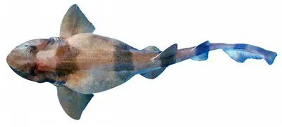 Indian swellshark (Cephaloscyllium silasi)