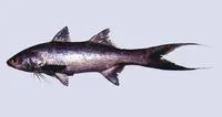 Indian threadfin (Leptomelanosoma indicum)