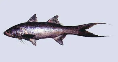 Indian threadfin (Leptomelanosoma indicum)