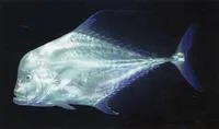 Indian threadfish (Alectis indica)