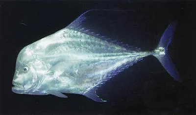 Indian threadfish (Alectis indica)