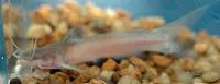 Indian torrent catfish (Amblyceps mangois)