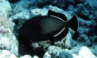 Indian triggerfish (Melichthys indicus)