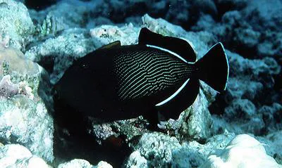 Indian triggerfish (Melichthys indicus)