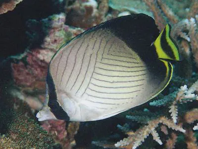Indian vagabond butterflyfish (Chaetodon decussatus)