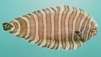Indian zebra sole (Zebrias synapturoides)