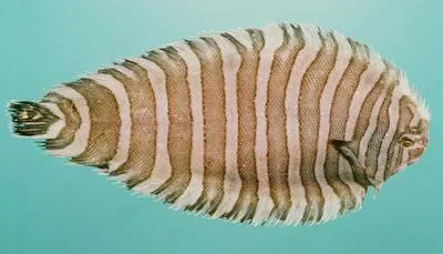 Indian zebra sole (Zebrias synapturoides)