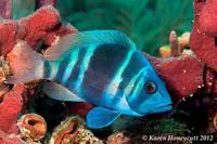 Indigo hamlet (Hypoplectrus indigo)