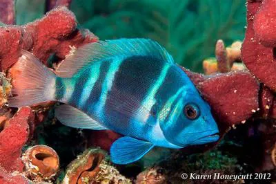Indigo hamlet (Hypoplectrus indigo)