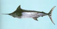 Indo-Pacific blue marlin (Makaira mazara)