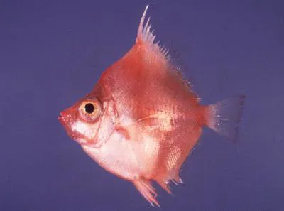 Indo-Pacific boarfish (Antigonia rubescens)