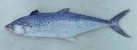 Indo-Pacific king mackerel (Scomberomorus guttatus)