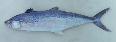 Indo-Pacific king mackerel (Scomberomorus guttatus)