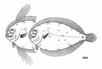 Indo-Pacific ocellated flounder (Taeniopsetta ocellata)