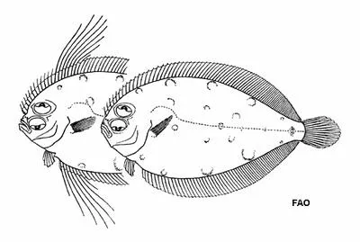 Indo-Pacific ocellated flounder (Taeniopsetta ocellata)