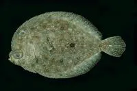 Indo-Pacific oval flounder (Bothus myriaster)