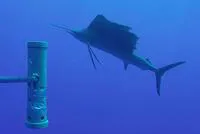 Indo-Pacific sailfish (Istiophorus platypterus)
