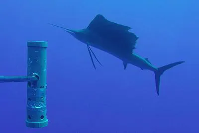 Indo-Pacific sailfish (Istiophorus platypterus)