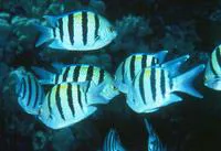 Indo-Pacific sergeant (Abudefduf vaigiensis)