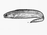 Indo-Pacific shorttail conger (Coloconger scholesi)
