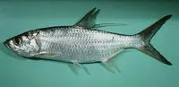 Indo-Pacific tarpon (Megalops cyprinoides)