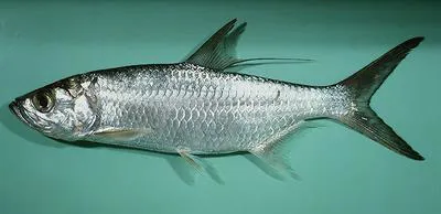 Indo-Pacific tarpon (Megalops cyprinoides)