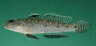 Indo-Pacific tropical sand goby (Favonigobius reichei)