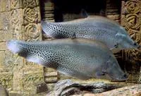 Indochina featherback (Chitala blanci)