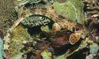 Indonesia speckled carpetshark (Hemiscyllium freycineti)