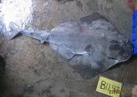 Indonesian Angel Shark (Squatina legnota)