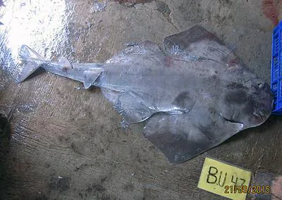 Indonesian Angel Shark (Squatina legnota)