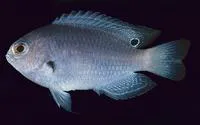 Indonesian damsel (Pomacentrus melanochir)