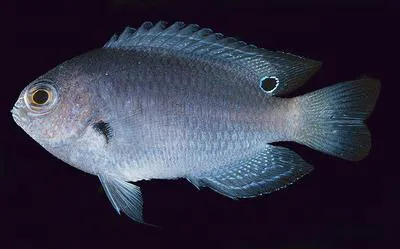 Indonesian damsel (Pomacentrus melanochir)