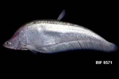 Indonesian featherback (Chitala borneensis)