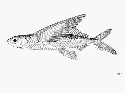 Indonesian flyingfish (Cheilopogon katoptron)