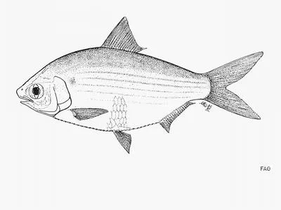 Indonesian gizzard shad (Anodontostoma selangkat)