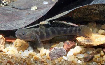 Indonesian goby (Mugilogobius platystomus)