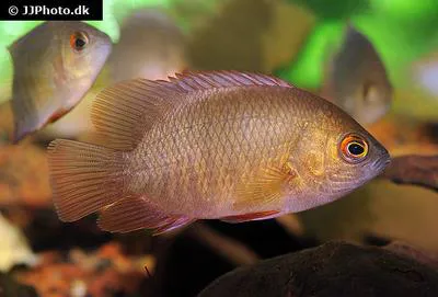 Indonesian leaffish (Pristolepis grootii)