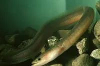 Indonesian longfinned eel (Anguilla malgumora)